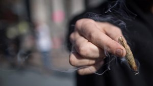 Baisse de la proportion de Québécois qui consomment du cannabis